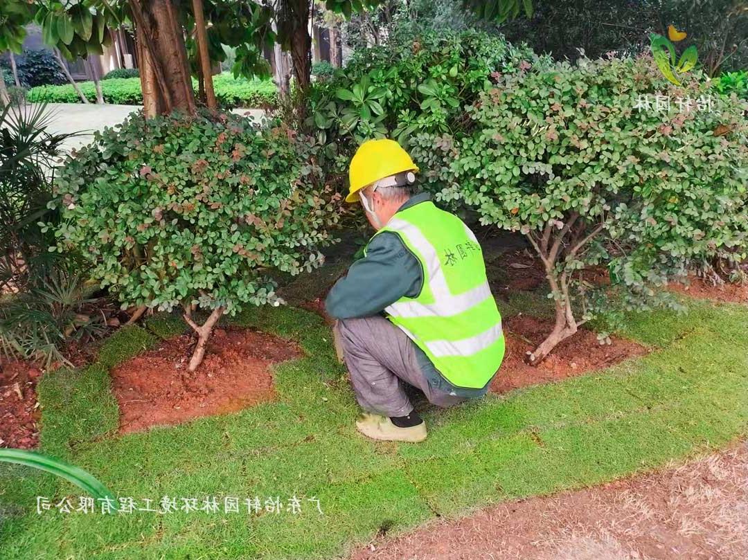 广州雪域澜庭小区绿化养护工作现场图